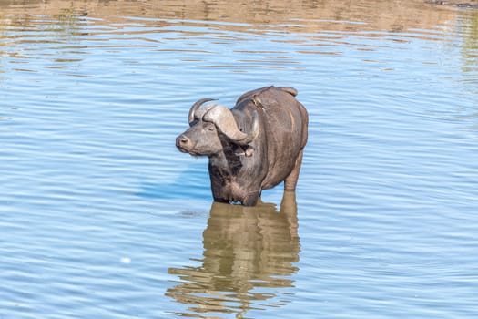 A cape buffalo, Syncerus caffer, inside a river