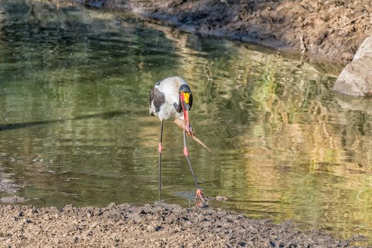 A saddle-billed stork, Ephippiorhynchus senegalensis, with its prey, a catfish, in a river