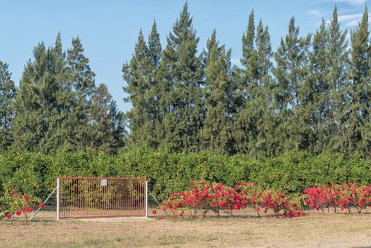 Citrus orchard with poinsettia flowers in front