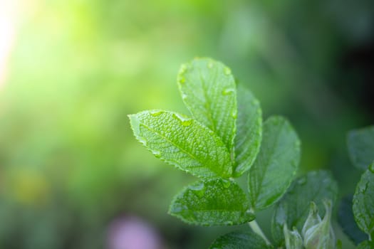 Close Up green leaf under sunlight in the garden. Natural background with copy space.