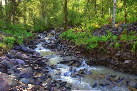 A small and turbulent mountain river flows through the morning forest. Altai, Siberia, Russia.