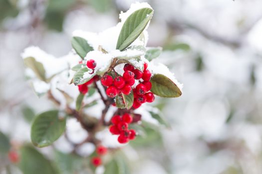 Frozen red berries covered in fresh winter snow.  Shallow dof.