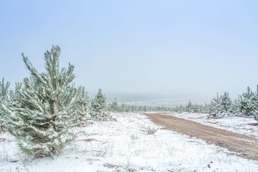 A dirt and gravel road meanders through the  new growth pine forest covered in snow in winter.  