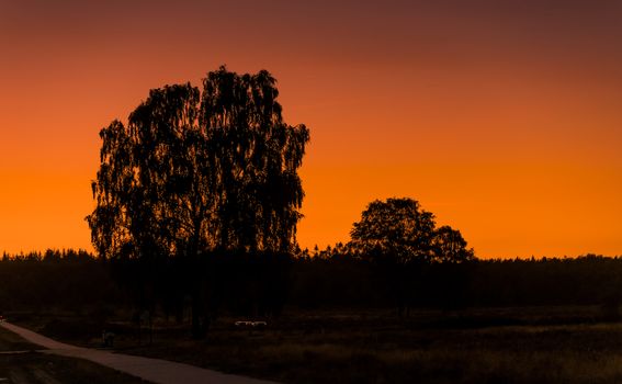 silhouette from the trees on the veluwe during sunset