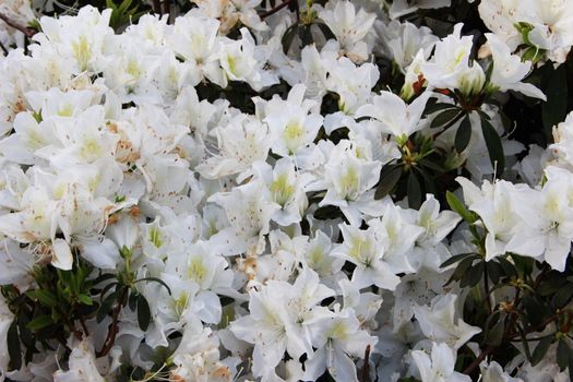 White rhododendron blooms in spring in Batumi, Georgia