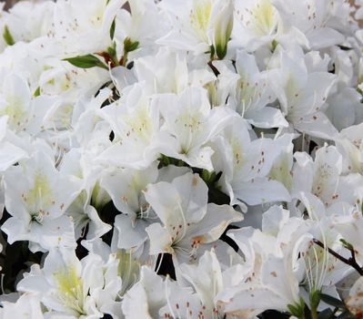 White rhododendron blooms in spring in Batumi, Georgia