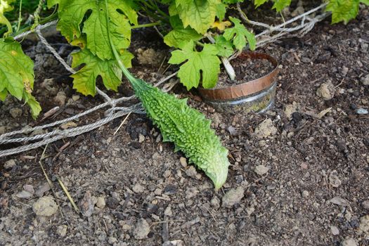 Bitter gourd - momordica charantia - with a warty exterior, grows on a vine in a vegetable garden