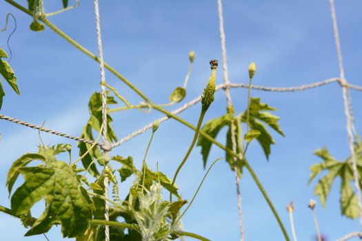 Small bitter melon starting to develop; delicate leafy vine climbing twine netting against a blue sky