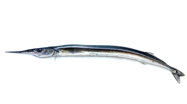 Fresh Raw Needlefish Against White Background