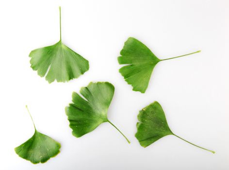 Green Ginkgo Biloba Isolated On White Background