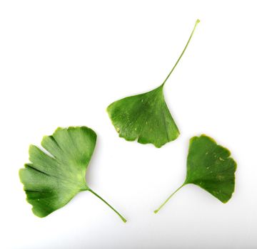 Green Ginkgo Biloba Isolated On White Background