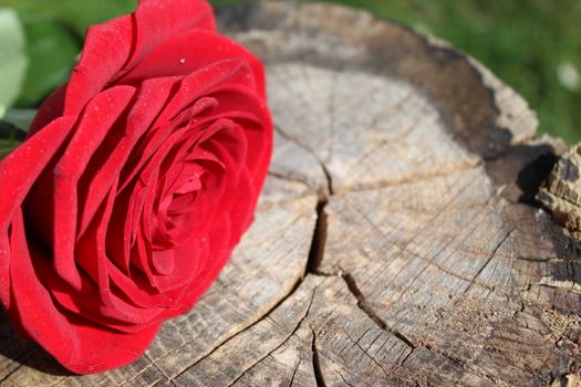 The picture shows a red rose on wooden ground.
