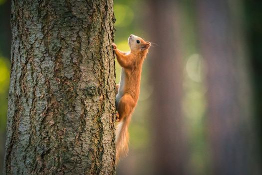 Curious squirrel in the Autumn park