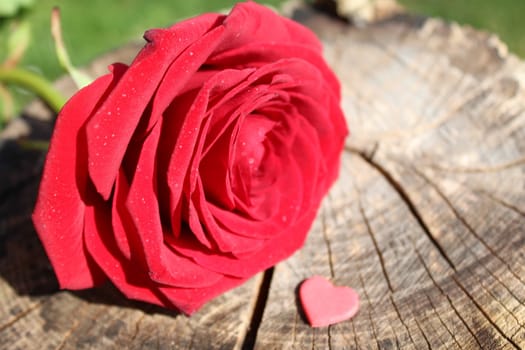 The picture shows a red rose with hearts on a tree trunk.