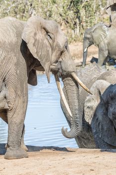 An african elephant cow, Loxodonta africana, at a waterhole