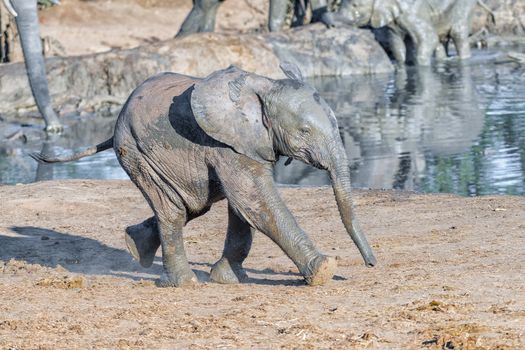 An african elephant calf, Loxodonta africana, running next to a dam