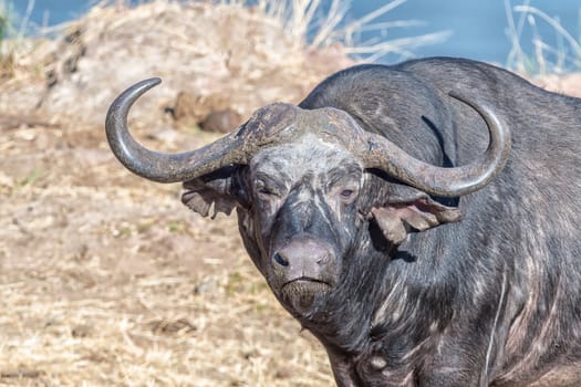 A cape buffalo, Syncerus caffer, looking towards the camera