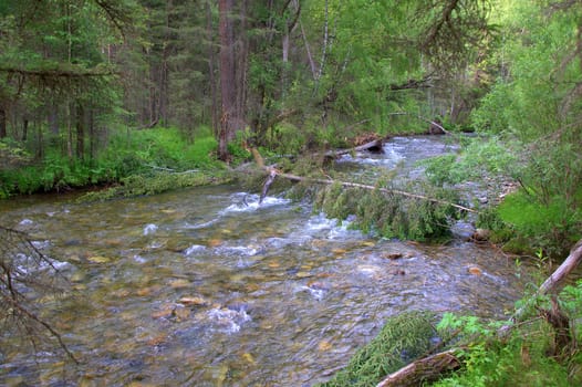 A shallow river with a rocky bottom, flowing through the morning forest. Sema, Altai, Russia.