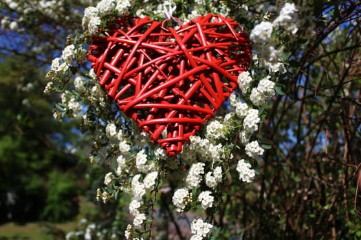 The picture shows a red heart in the snowberry bush.