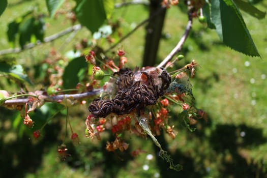 The picture shows caterpillars on a cherry tree.