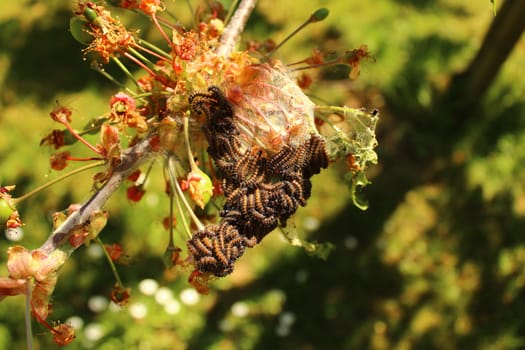 The picture shows caterpillars on a cherry tree.