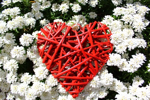 The picture shows a red heart in sweet alison.