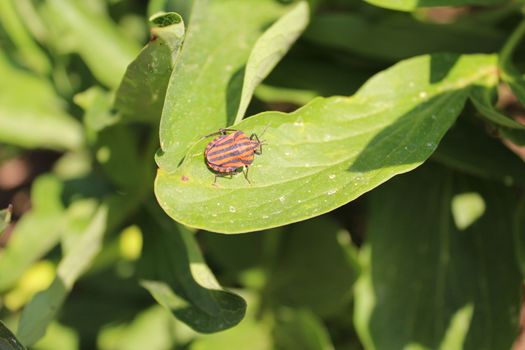 The picture shows a striped shield bug on a peony.