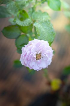 Roses in the garden, Roses are beautiful with a beautiful sunny day.