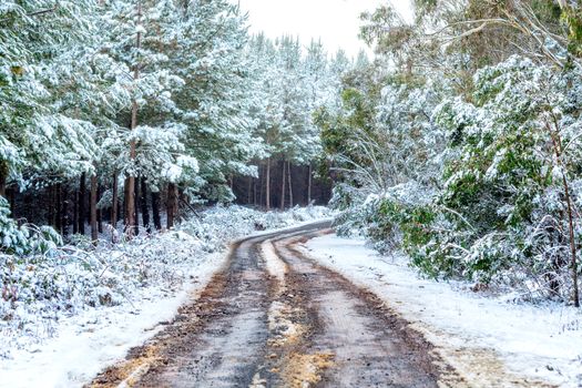 Car tracks pave a way through the snow covered pine forest on a cold winters day