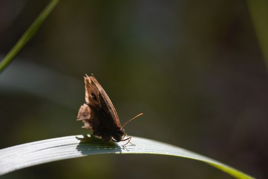 An African bush brown butterfly (Bicyclus contrelli f. harti) on grass blade in a forest grassland meadow, Limpopo, South Africa