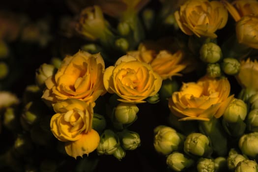 Yellow calandiva flower head blooms (Kalanchoe blossfeldiana) natural light macro close-up, Pretoria, South Africa