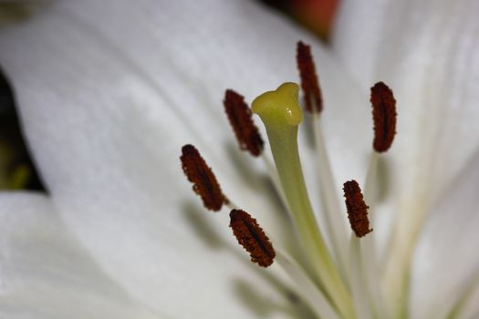 Stigma and stamens of a white easter lily flower (Lilium longiflorum) macro close-up, Pretoria, South Africa