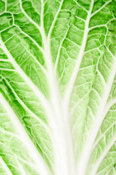 Close up texture fresh chinese cabbage texture as background.