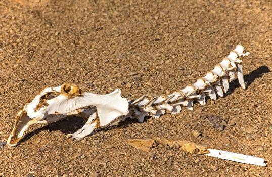 Remnants of the skeleton of an antelope bleached white by the desert sun