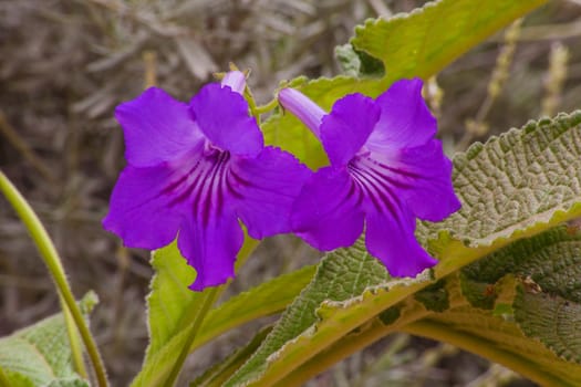 Two flowers of Cape Primrose (Streptocarpus primulifolius) with leaves