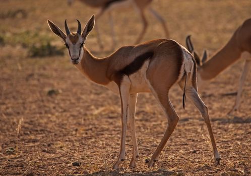An immature springbok photographed in the dry riverbed of the Auob river in the Kgalagadi Trans Frontier Park. South Africa