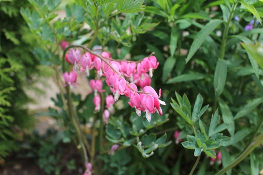 The picture shows a bleeding heart in the garden.