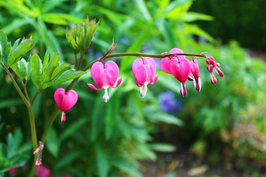 The pictureshows a bleeding heart in the garden.