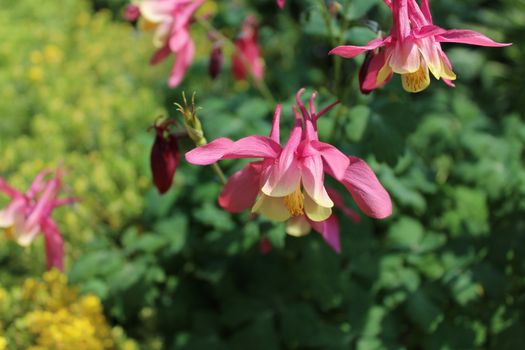 The picture shows a pink columbine in the garden.