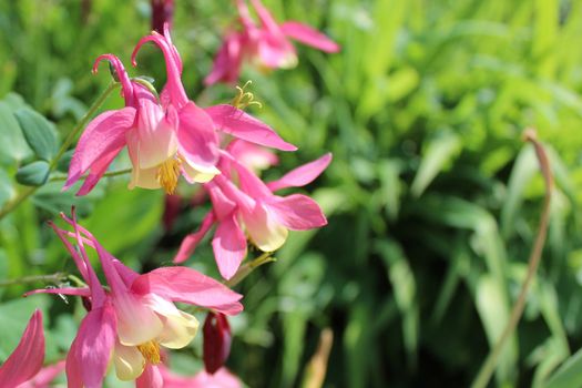 The picture shows a pink columbine in the garden.