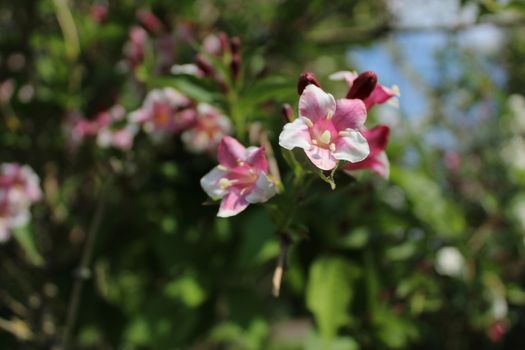 The picture shows a beautiful weigela in the garden.