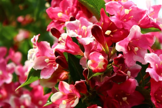 The picture shows a beautiful weigela in the garden.