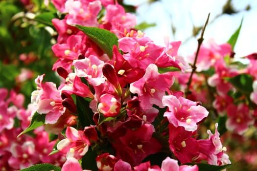 The picture shows a beautiful weigela in the garden.