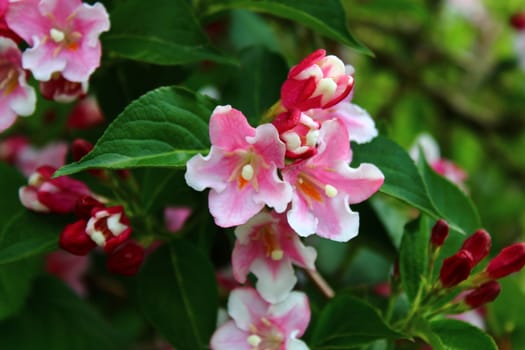 The picture shows a beautiful weigela in the garden.