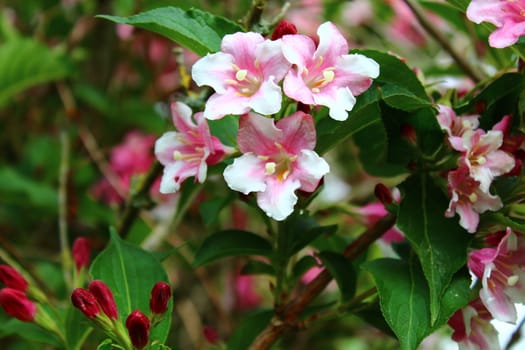 The picture shows beautiful weigela in the garden.