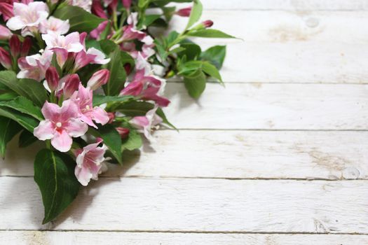 The picture shows a pink weigela border.