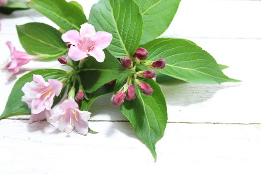 The picture shows a pink weigela border.