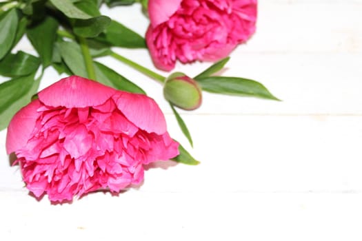 The picture shows peonies on white wooden boards.