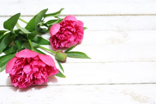 The picture shows peonies on white wooden boards.