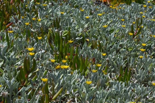 A frame of green and gray trailing gazania (Gazania rigens) and sour fig (Carpobrotus edulis) dune plants, Mossel Bay, South Africa